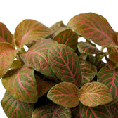 Pink veins branch across the oval leaves of Fittonia 'Joly Josan Red'