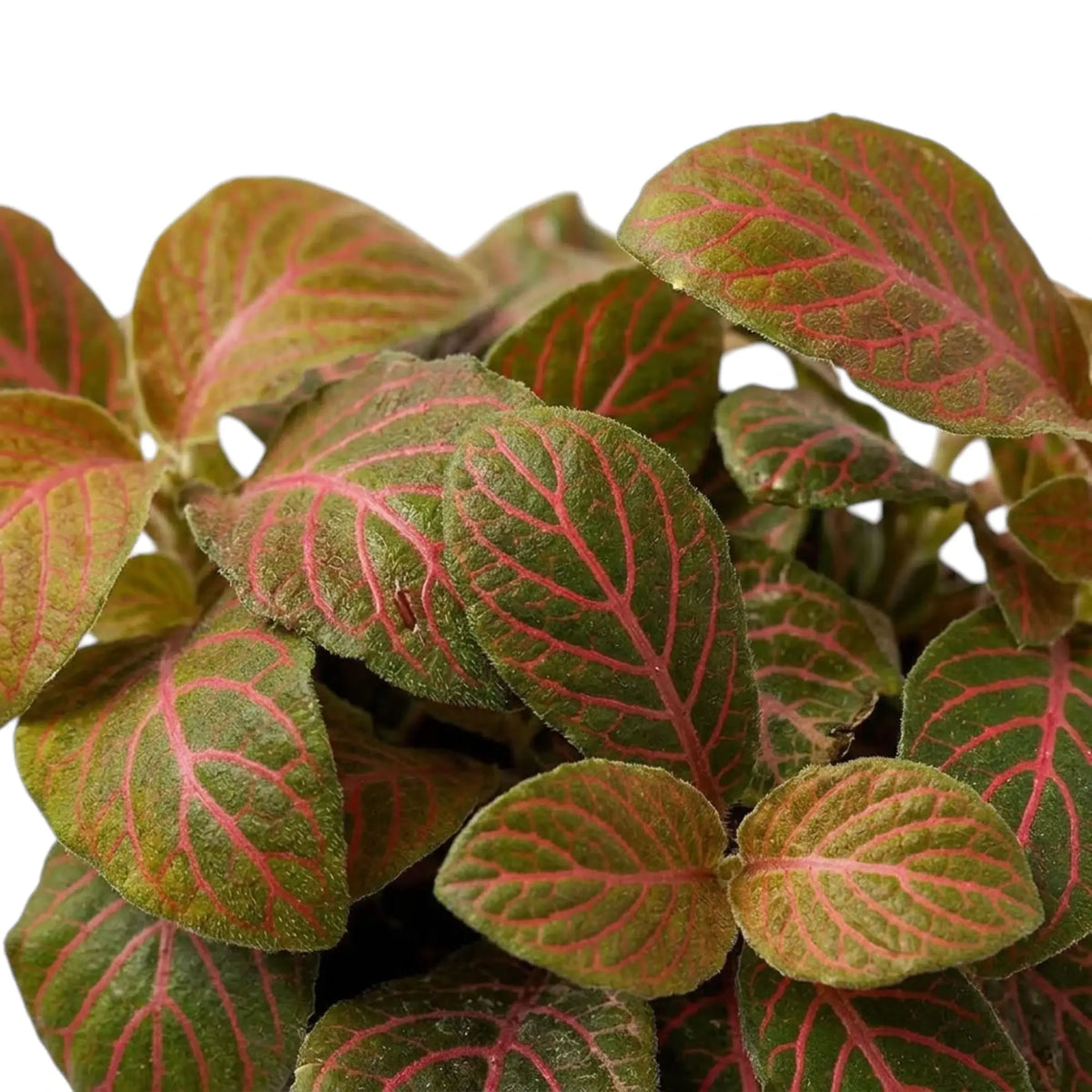 Pink veins branch across the oval leaves of Fittonia 'Joly Josan Red'
