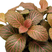 Close-up of pink veins on muted green Fittonia 'Joly Josan Red' leaves