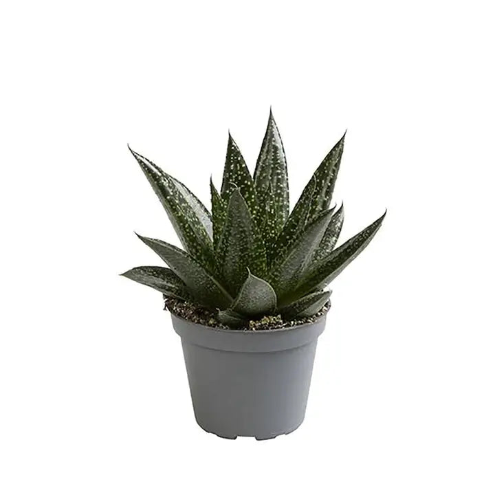 Gasteria 'D.Due' Zimmerpflanze im Anzuchttopf vor weißem Hintergrund, Produktfoto 2.