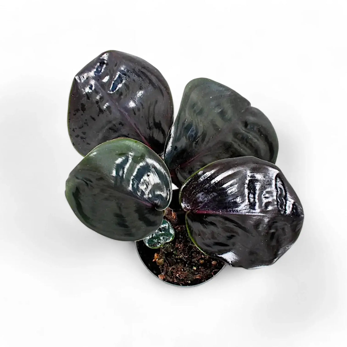 Geogenanthus ciliatus 'Midnight Pearl' potted plant in nursery pot on white background.
