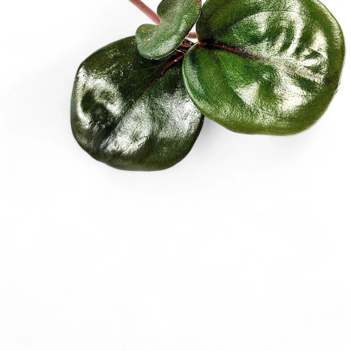 Geogenanthus ciliatus 'Midnight Pearl' potted plant in nursery pot on white background.