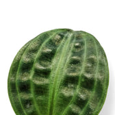 Geogenanthus poeppigii leaf detail on white background.