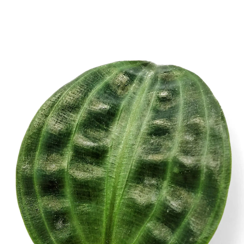 Geogenanthus poeppigii leaf detail on white background.