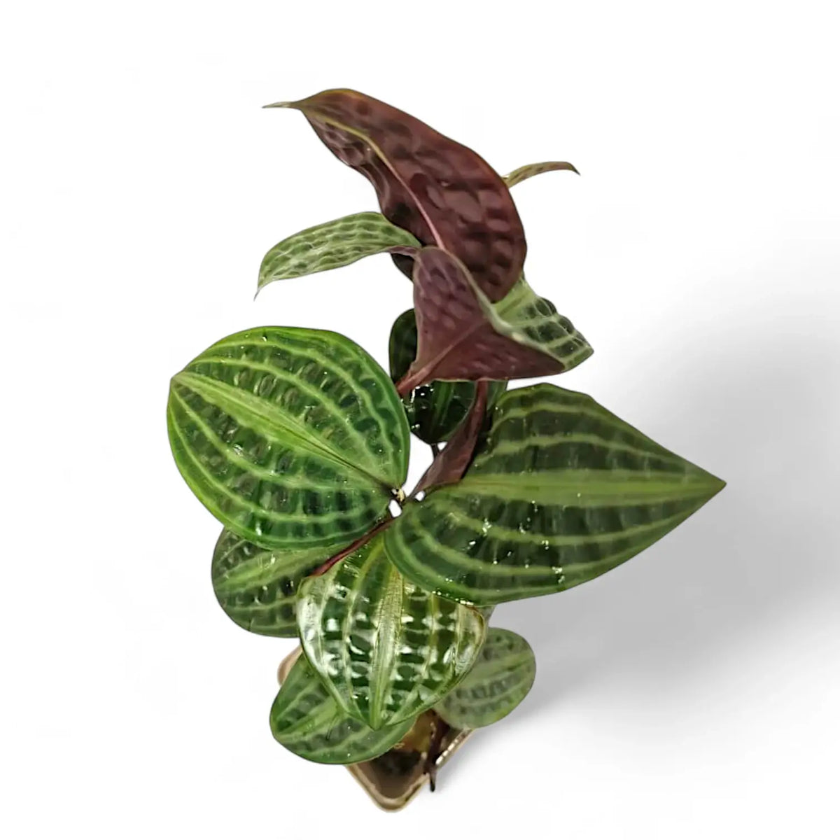Geogenanthus poeppigii potted plant in nursery pot on white background.