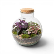 Glass terrarium Bowl  with plants and a cork lid on a white background