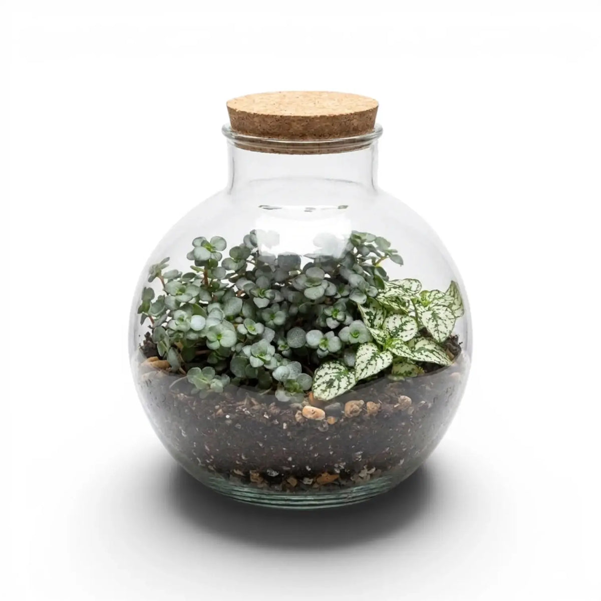 Glass terrarium Bowl with plants and a cork lid on a white background