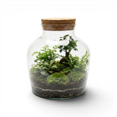 Glass jar Dean with a cork lid containing a small garden on a white background