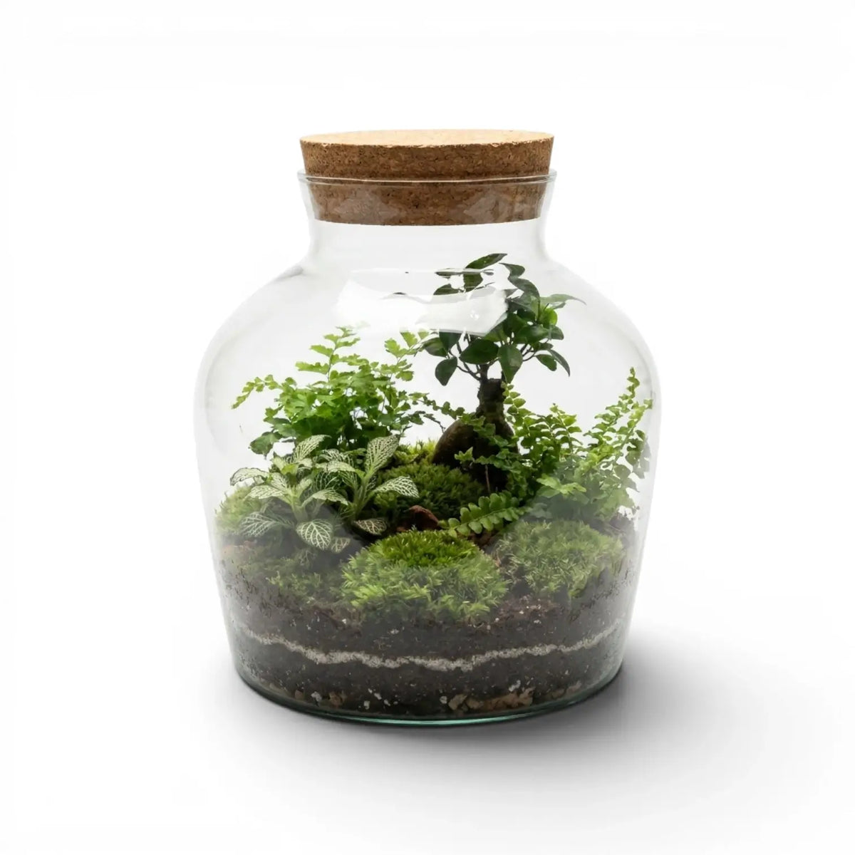 Glass jar Dean with a cork lid containing a small garden on a white background