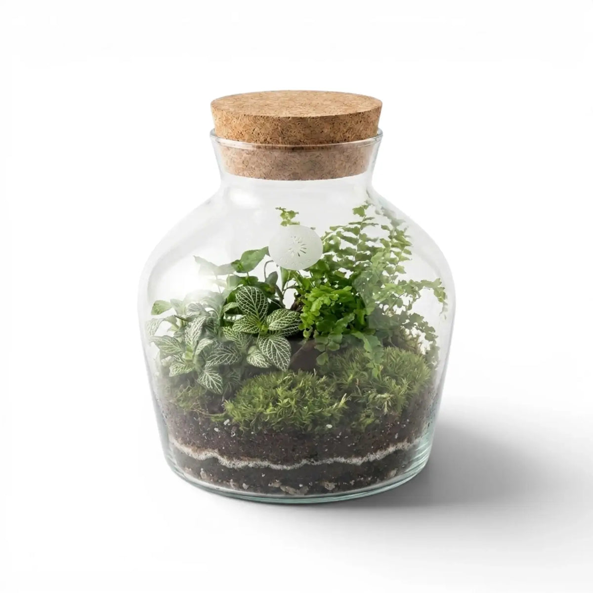 Glass jar Dean with cork lid containing a small terrarium with plants on a white background
