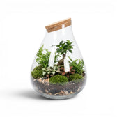 Glass terrarium Drop with plants on a white background