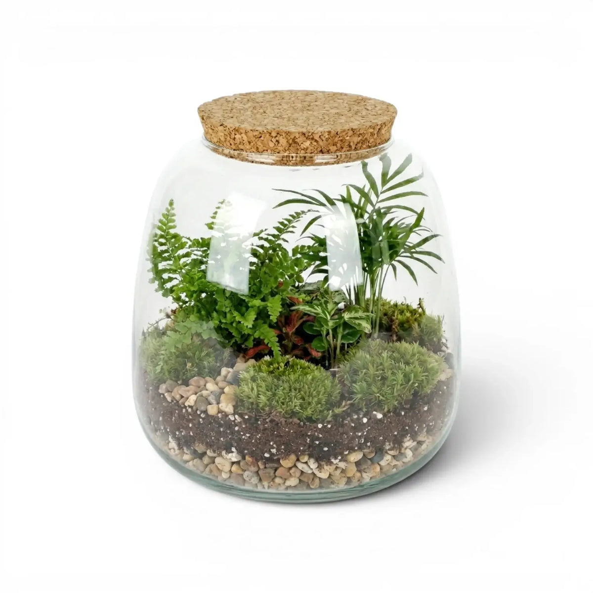 Glass terrarium Richmond with plants and a cork lid on a white background