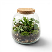 Glass jar Richmond with cork lid containing a small terrarium with plants on a white background