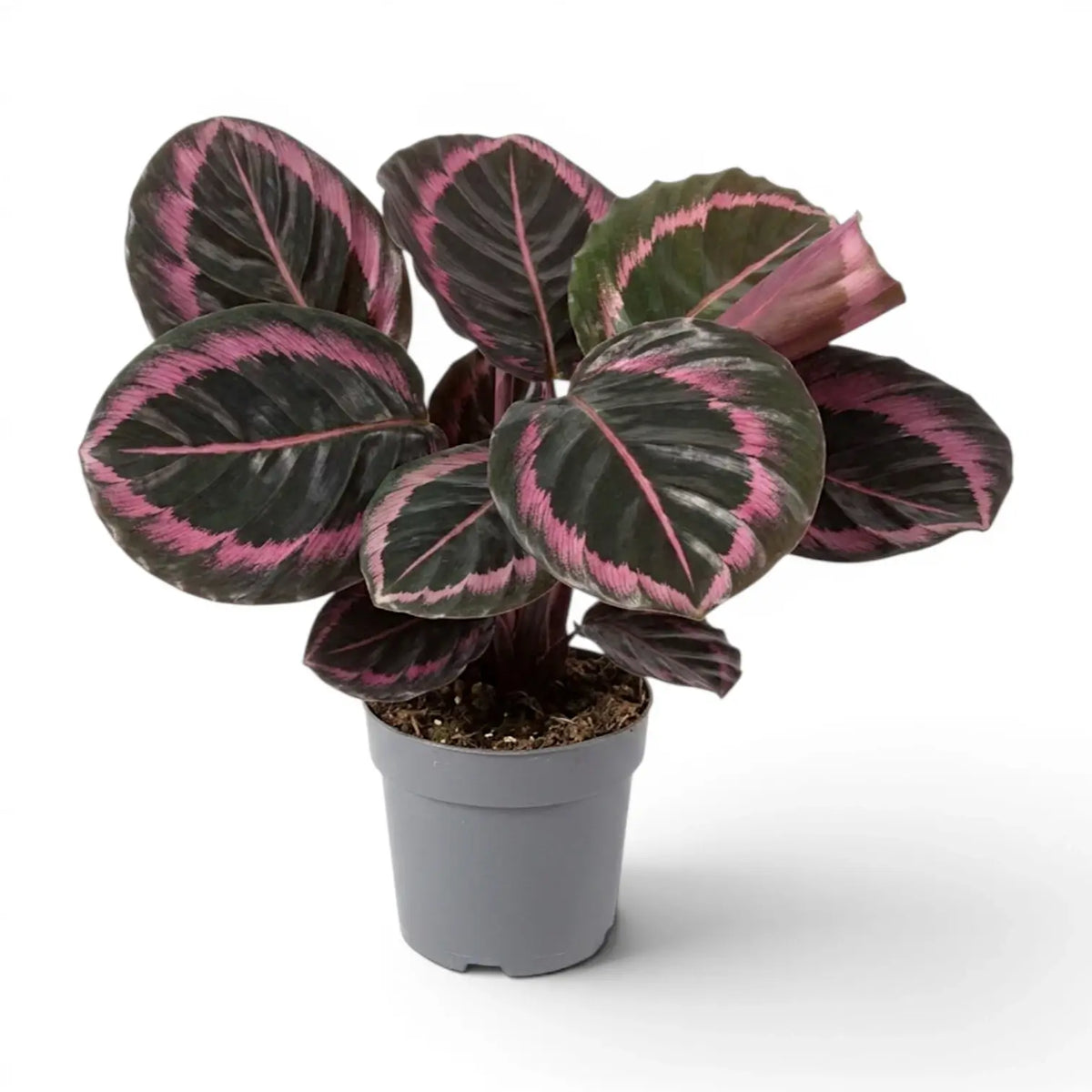 Goeppertia Princess Jessie, auch Calathea, im Kulturtopf.