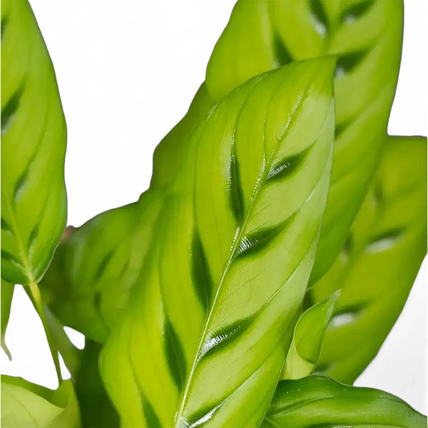 Goeppertia (Calathea) concinna – Blattdetail vor weißem Hintergrund..