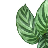 Nahaufnahme eines Blatts von Goeppertia (Calathea) concinna 'Freddie' vor weißem Hintergrund.