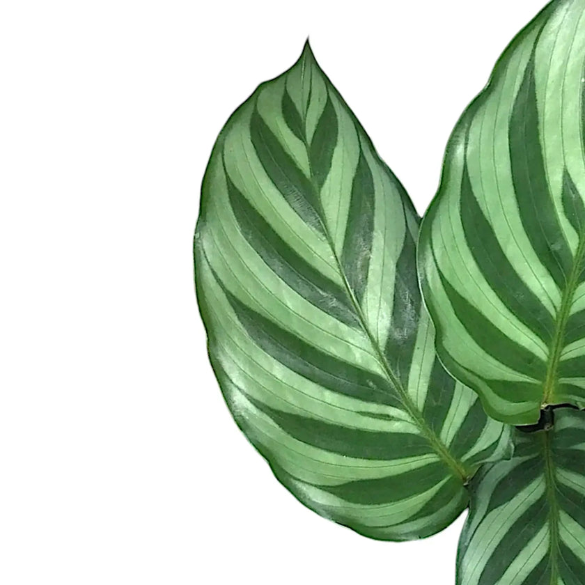 Nahaufnahme eines Blatts von Goeppertia (Calathea) concinna 'Freddie' vor weißem Hintergrund.