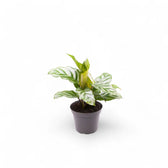 Goeppertia (Calathea) concinna 'Freddie' – Nahaufnahme eines Blatts vor weißem Hintergrund.