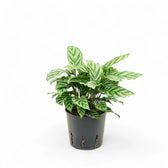 Goeppertia (Calathea) concinna 'Freddie' – Topfpflanze im Kulturtopf vor weißem Hintergrund, Produktfoto 3.