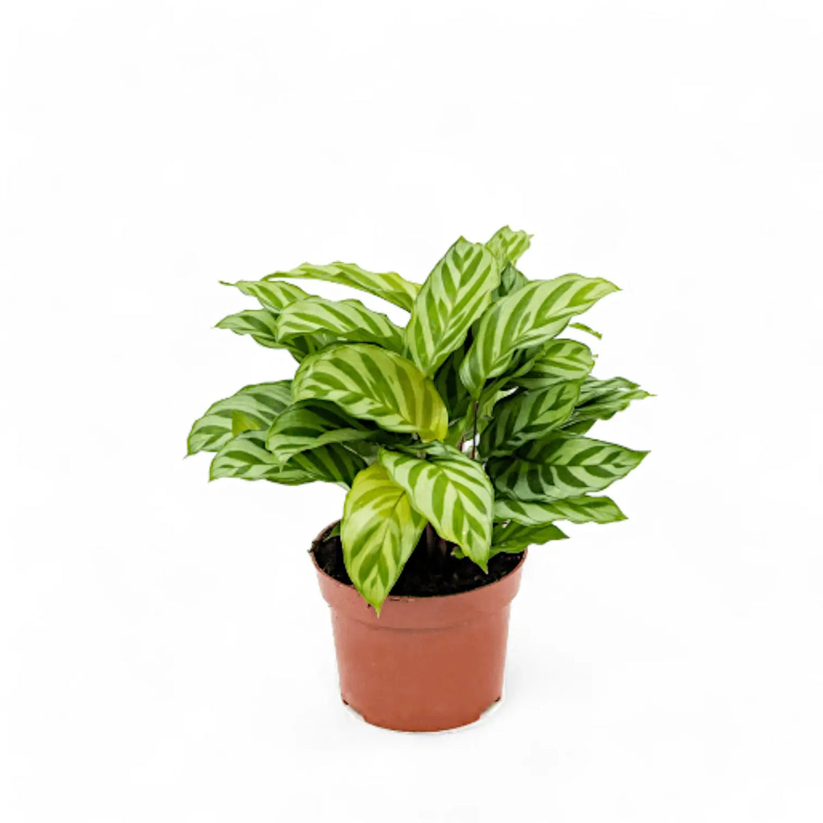 Goeppertia (Calathea) concinna 'Freddie' – Topfpflanze im Kulturtopf vor weißem Hintergrund, Produktfoto 4.