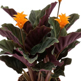 Goeppertia crocata ‘Candela’ mit leuchtend orangefarbenen Blütenständen und dunklen, gewellten Blättern