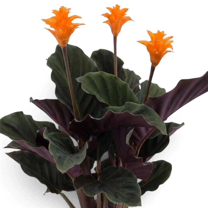Three upright orange flower heads above the rippled leaves of Goeppertia 'Candela'