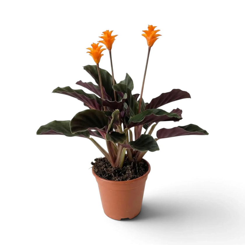 Potted Goeppertia 'Candela' with three tall orange flower heads above its leaves