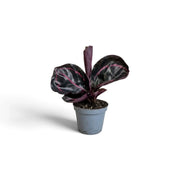 Baby Goeppertia 'Dottie' in a grey pot with almost-black round leaves and pink markings
