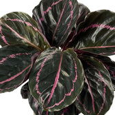 Blätter der Goeppertia 'Dottie' mit leuchtend rosa Mitteladern und geschwungenen rosa Bändern