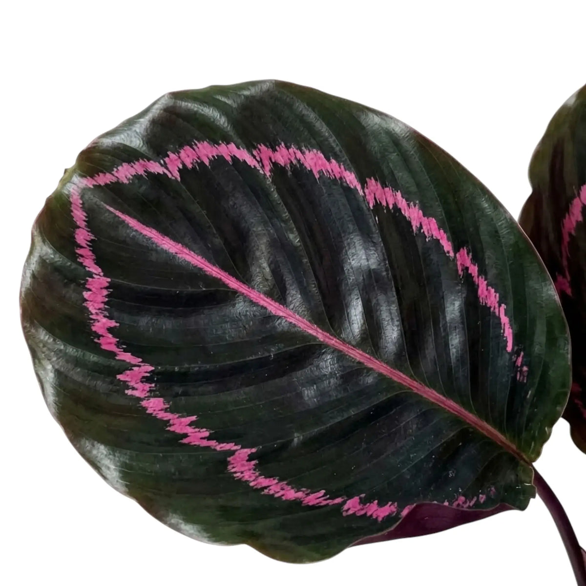 Dunkelgrünes Blatt der Goeppertia 'Dottie' mit breitem, geschwungenem rosa Streifen nahe am Rand