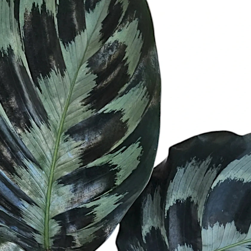 Nahaufnahme von Goeppertia (Calathea) dressleri 'Helen Kennedy' vor weißem Hintergrund.