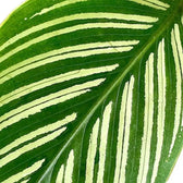 Nahaufnahme eines Blatts von Goeppertia (Calathea) elliptica 'Vittata' vor weißem Hintergrund.