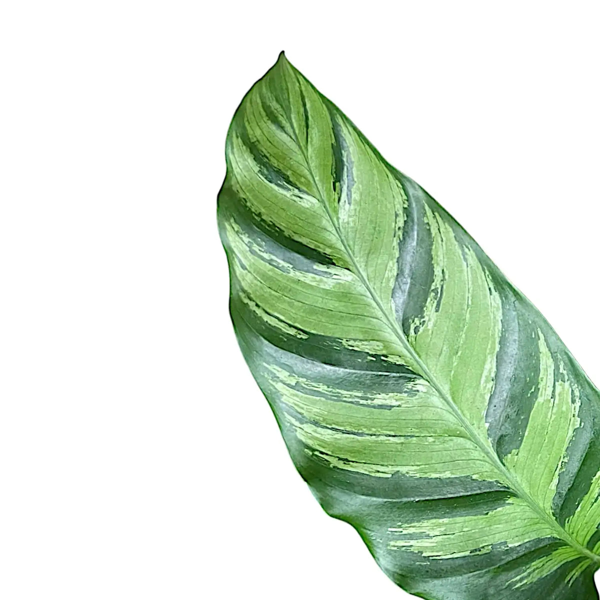 Goeppertia (Calathea) 'Greenstar' close-up of leaf on white background.