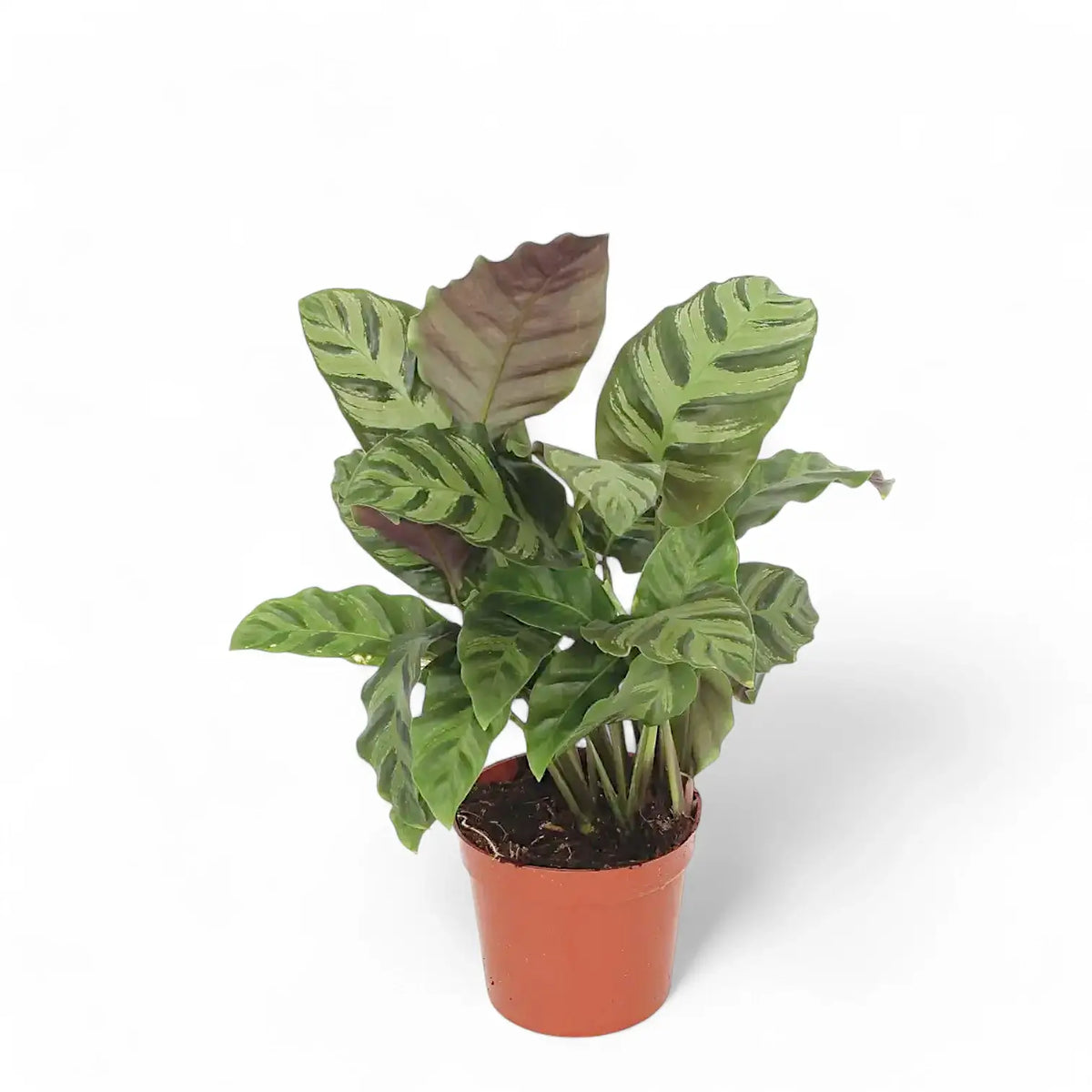 Goeppertia (Calathea) 'Greenstar' potted plant in nursery pot on white background.