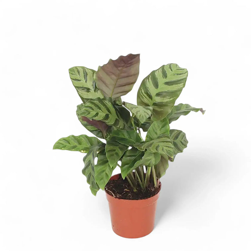 Goeppertia (Calathea) 'Greenstar' Zimmerpflanze im Anzuchttopf vor weißem Hintergrund, Produktfoto 2.
