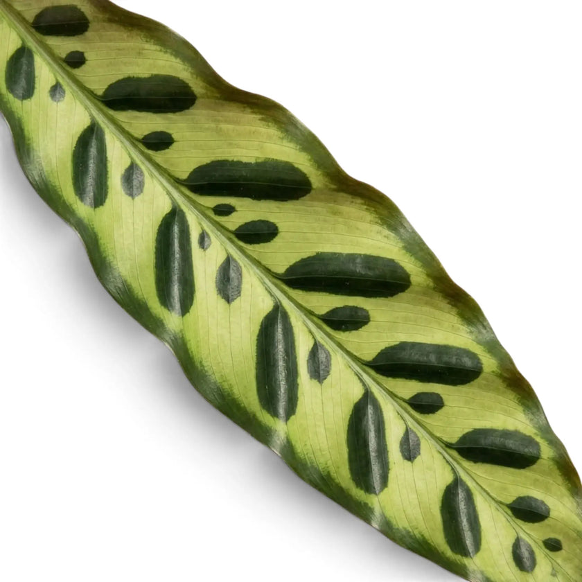 Single Goeppertia insignis leaf with two rows of dark elongated spots