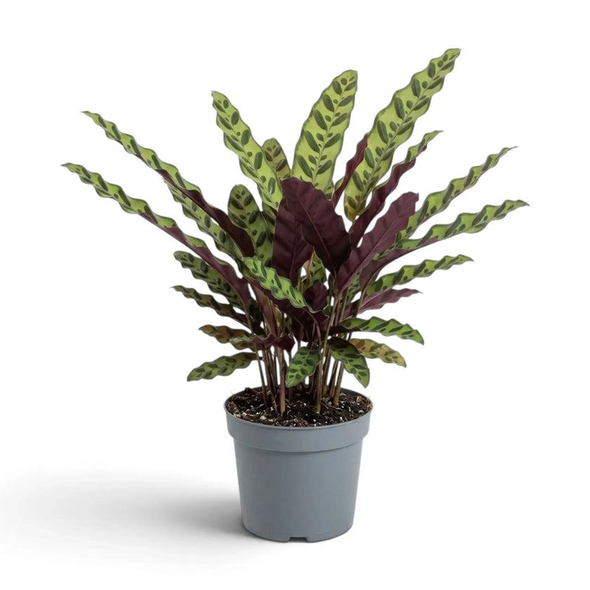 Large Goeppertia insignis with slender wavy leaves marked by dark oval spots