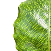 Goeppertia (Calathea) kegeljanii 'Network' – Blattdetail vor weißem Hintergrund..