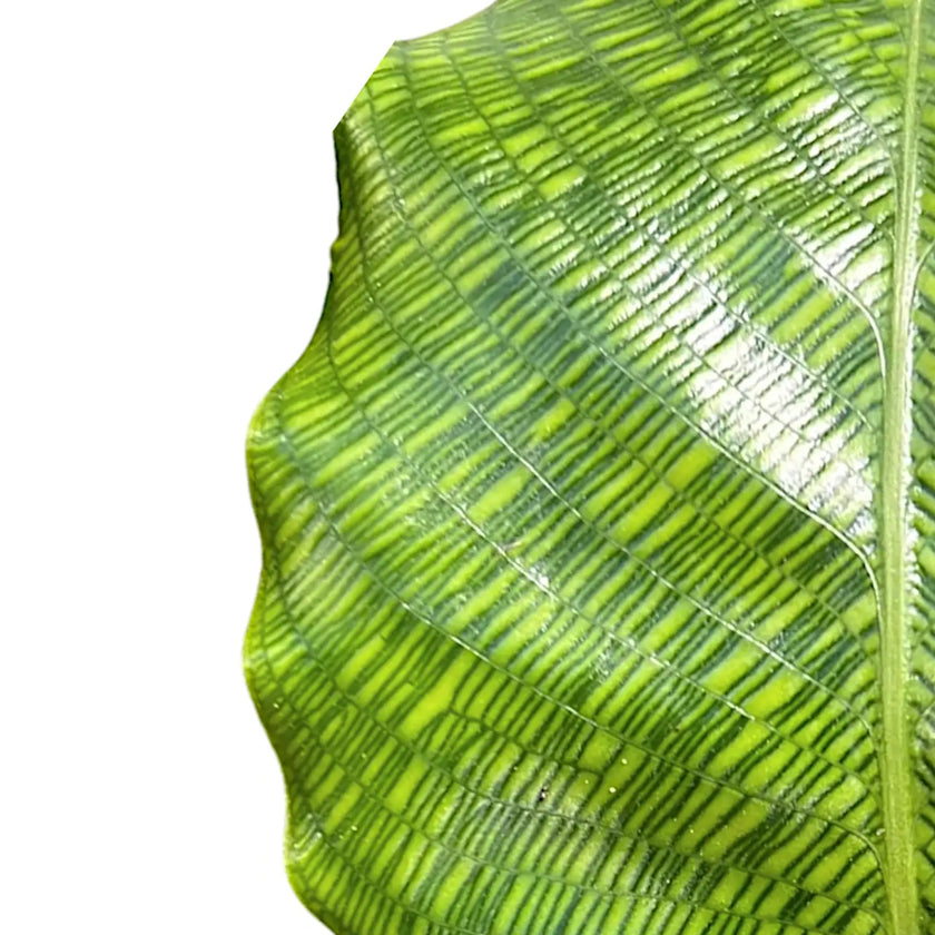 Nahaufnahme von Goeppertia (Calathea) kegeljanii 'Network' vor weißem Hintergrund.