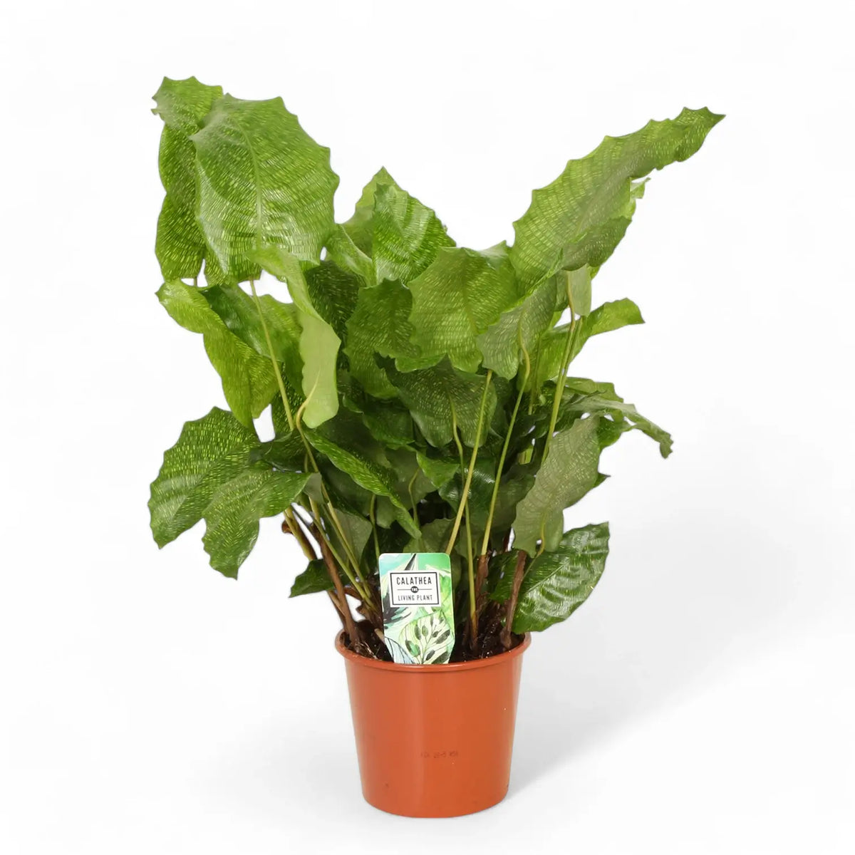 Goeppertia (Calathea) kegeljanii 'Network' – Topfpflanze im Kulturtopf vor weißem Hintergrund, Produktfoto 2.