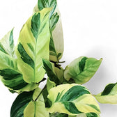 Goeppertia (Calathea) lietzei ‘Yellow Fusion’ ('Yellow Miracle') – Blattdetail vor weißem Hintergrund..