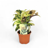 Goeppertia (Calathea) lietzei ‘Yellow Fusion’ ('Yellow Miracle') – Topfpflanze im Kulturtopf vor weißem Hintergrund, Produktfoto 4.