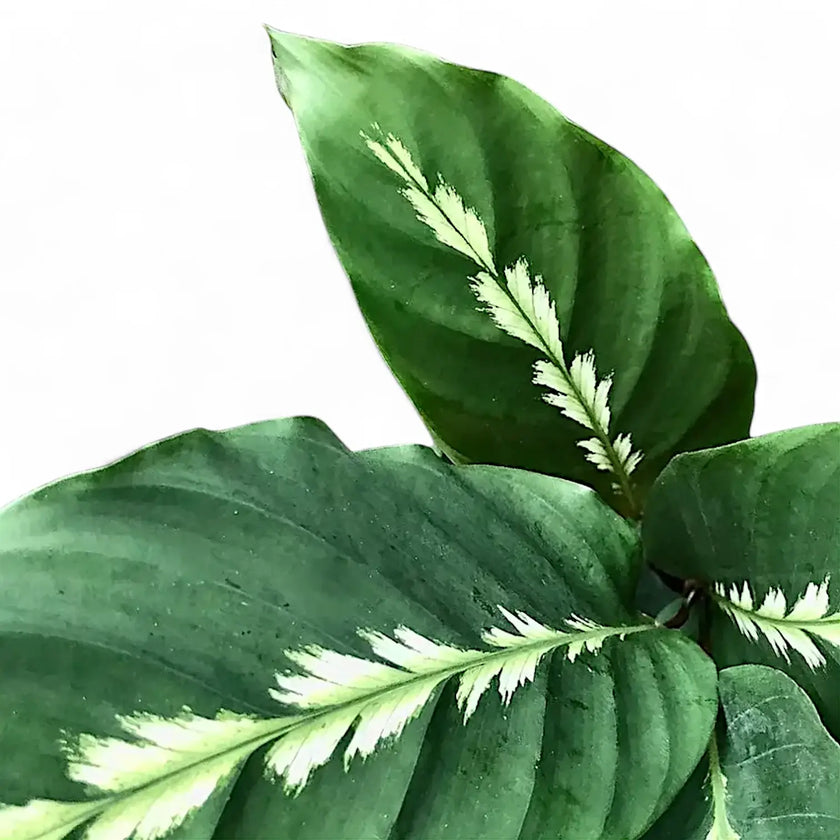 Nahaufnahme von Goeppertia (Calathea) louisae 'Maui Queen' vor weißem Hintergrund.