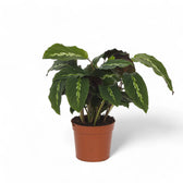 Goeppertia (Calathea) louisae 'Maui Queen' – Nahaufnahme eines Blatts vor weißem Hintergrund.
