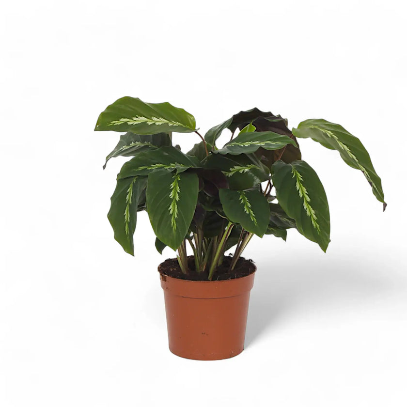 Goeppertia (Calathea) louisae 'Maui Queen' – Nahaufnahme eines Blatts vor weißem Hintergrund.
