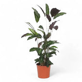 Goeppertia (Calathea) louisae 'Maui Queen' – Topfpflanze im Kulturtopf vor weißem Hintergrund, Produktfoto 2.