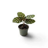 Small potted Goeppertia makoyana with pale green leaves and dark bands