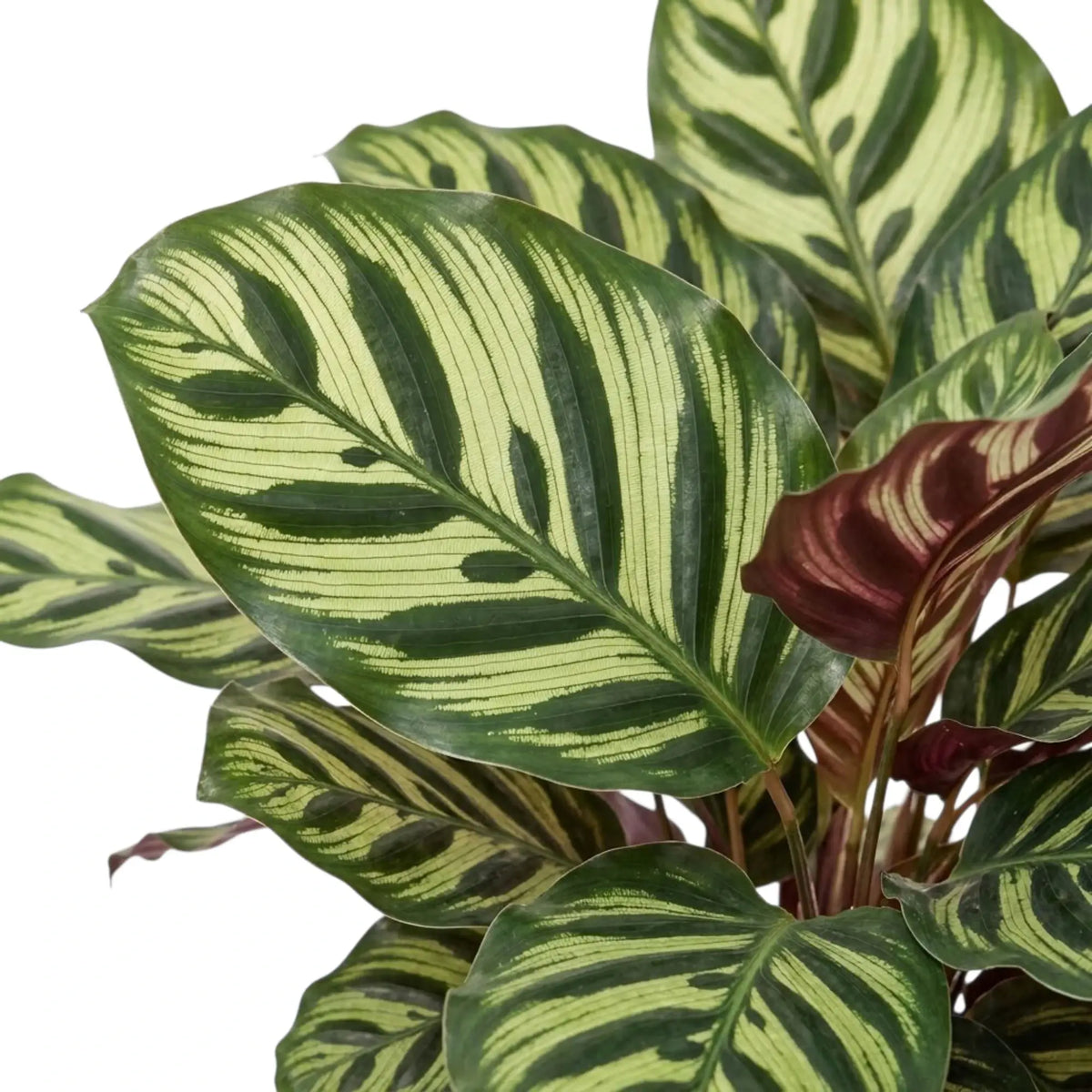 Close-up of Goeppertia makoyana leaves with dark bands and burgundy backs