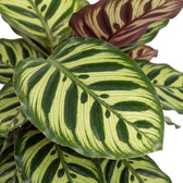 Close-up of a pale green Goeppertia makoyana leaf with dark oval markings