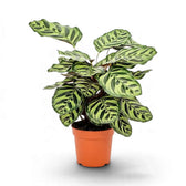 Goeppertia makoyana in an orange pot with pale leaves and dark green markings